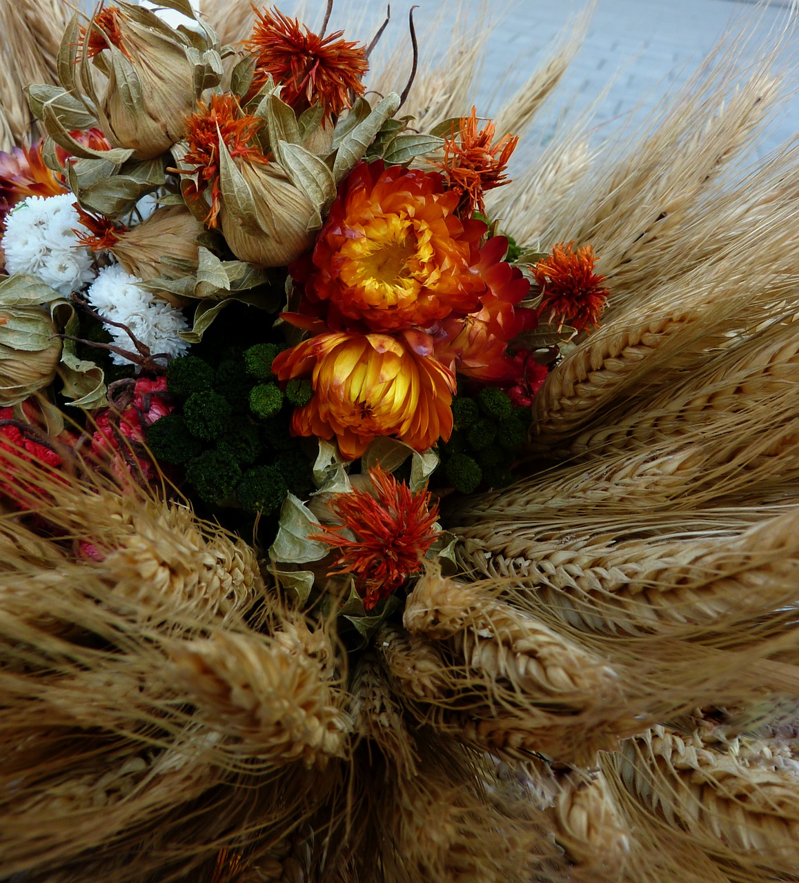 thanksgiving pumpkins vegetables free photo