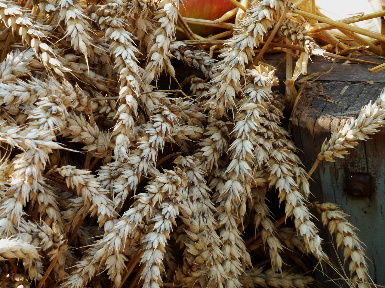 thanksgiving cereals harvest free photo