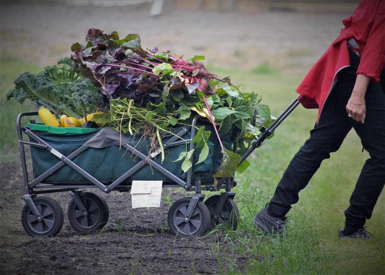 thanksgiving  dinner  garden free photo