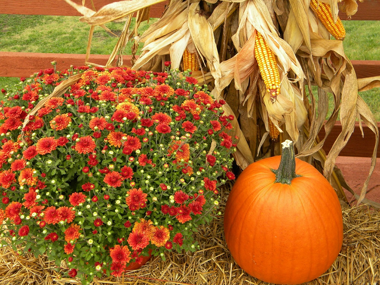thanksgiving pumpkin harvest free photo