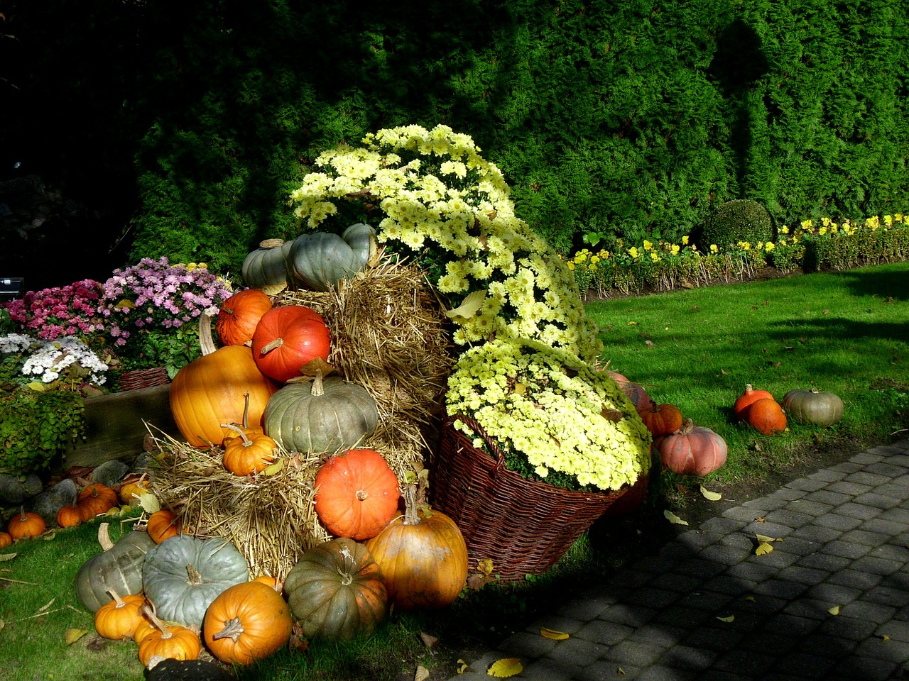 thanksgiving pumpkin autumn free photo