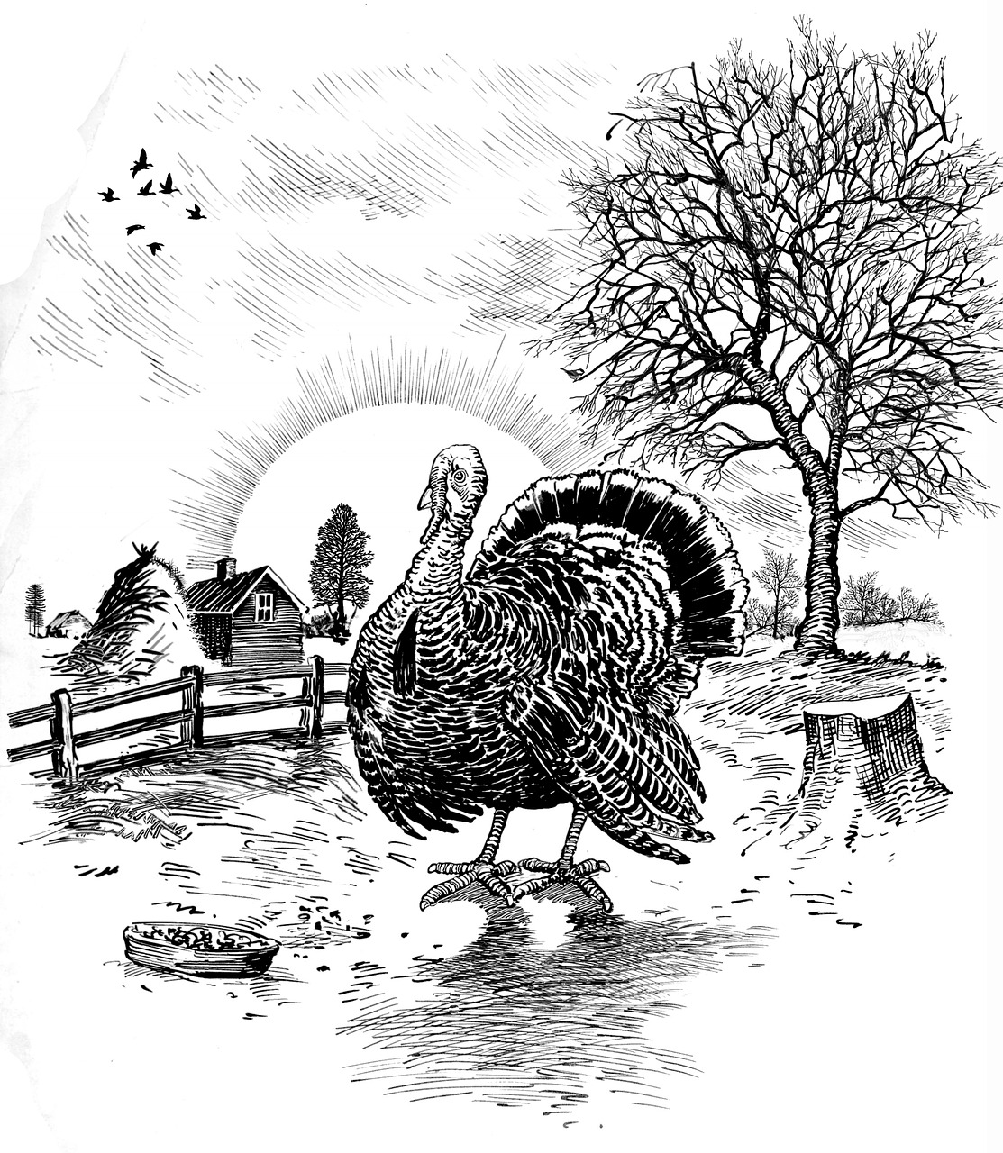 thanksgiving turkey black free photo