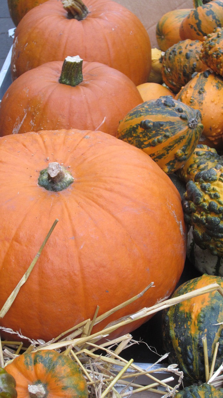 thanksgiving halloween pumpkin free photo