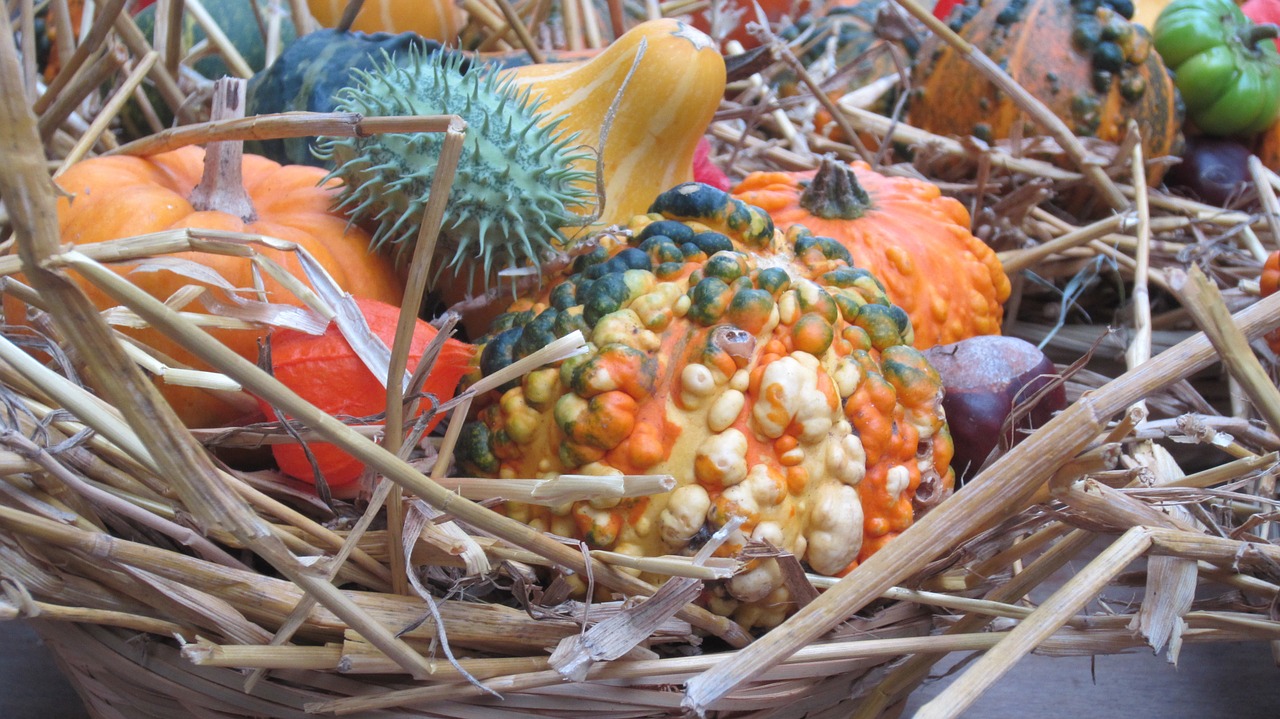 thanksgiving pumpkins autumn free photo