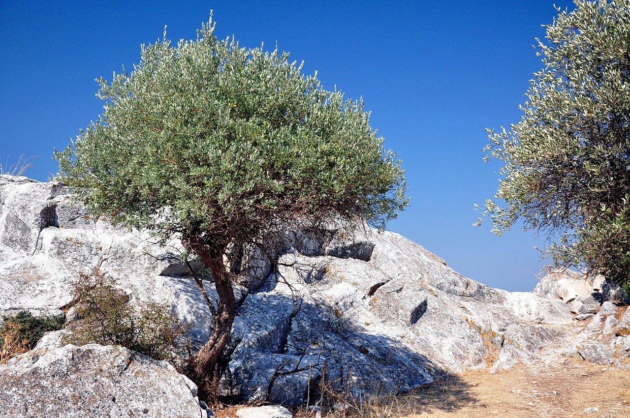 thassos limenas olive tree free photo