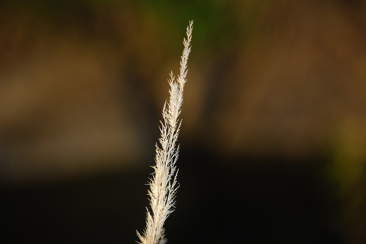 that looks dry and withered grass plant dry free photo