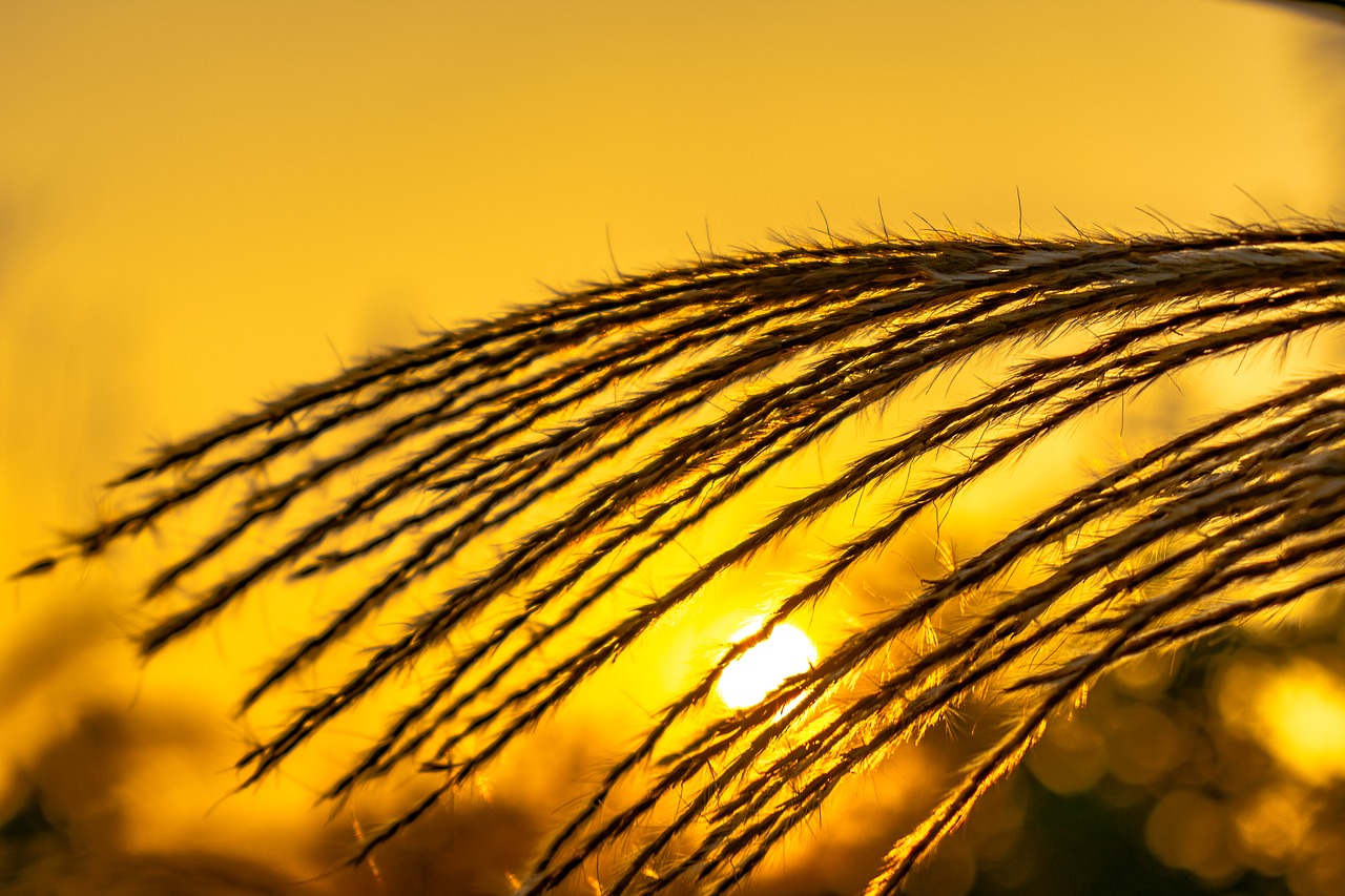 thatched pampas grass sunset free photo