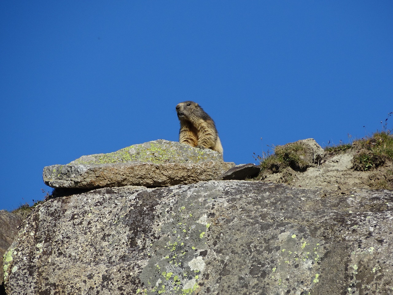 marmot animal rock free photo