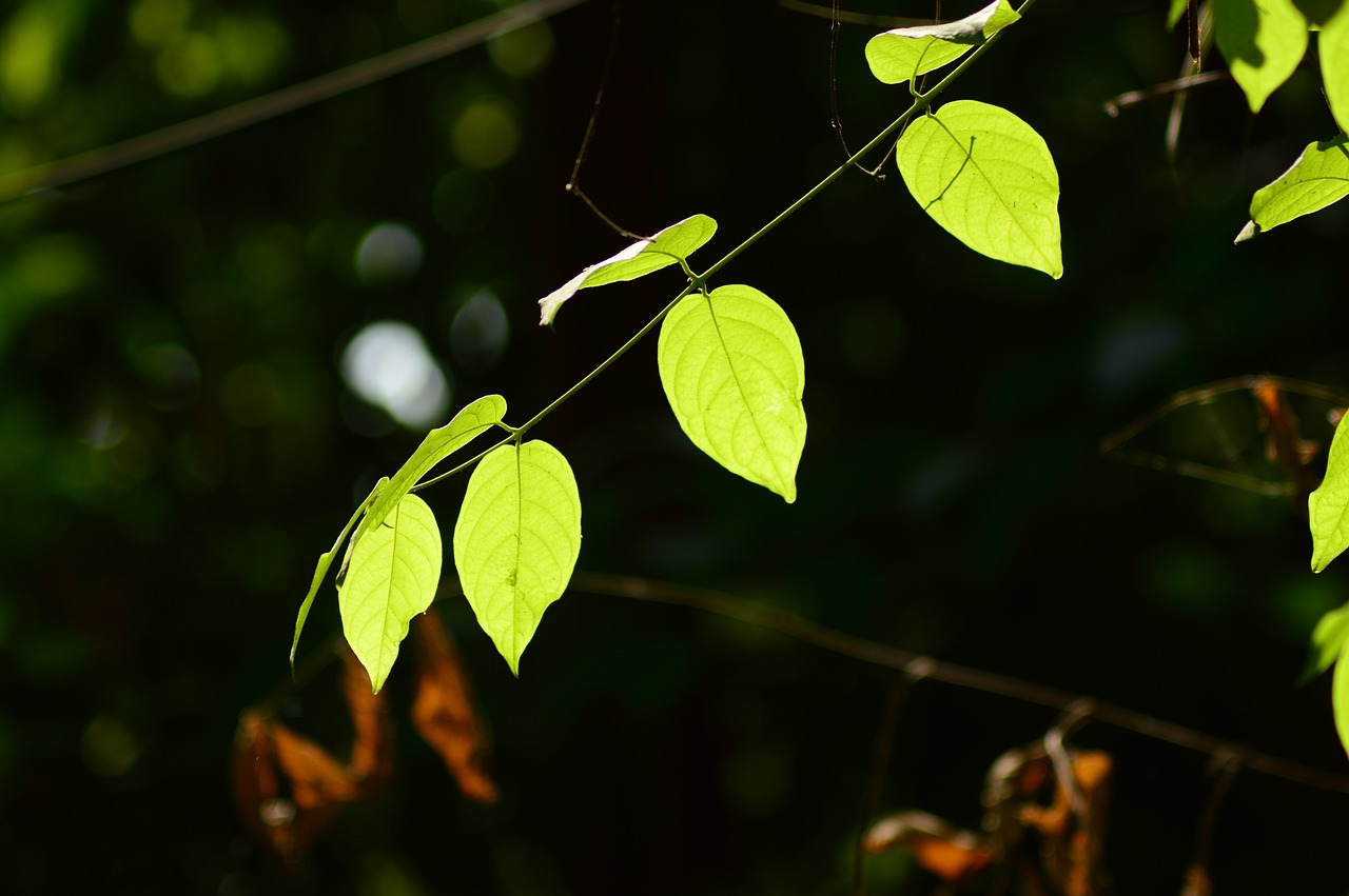 the glowing leaves free photo