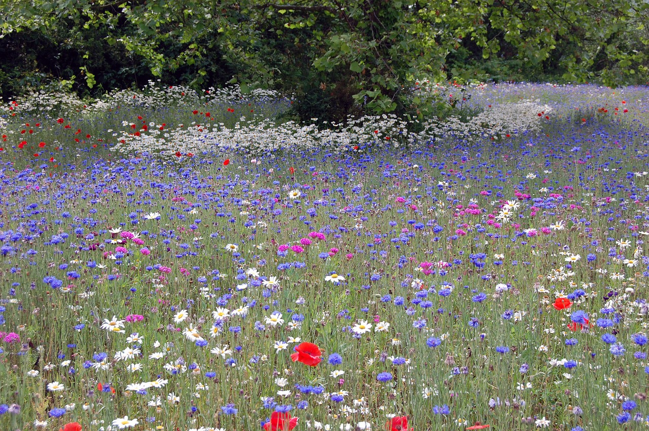 the flower field free photo