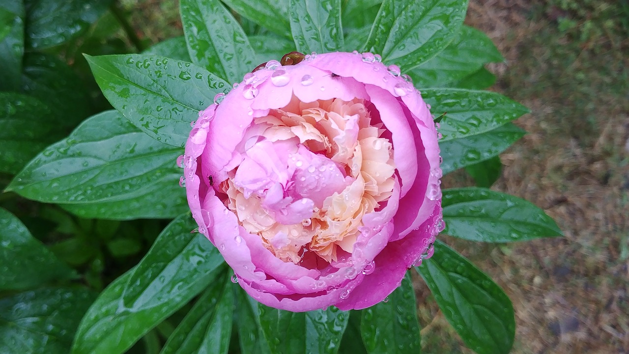 the  peonies  peony free photo