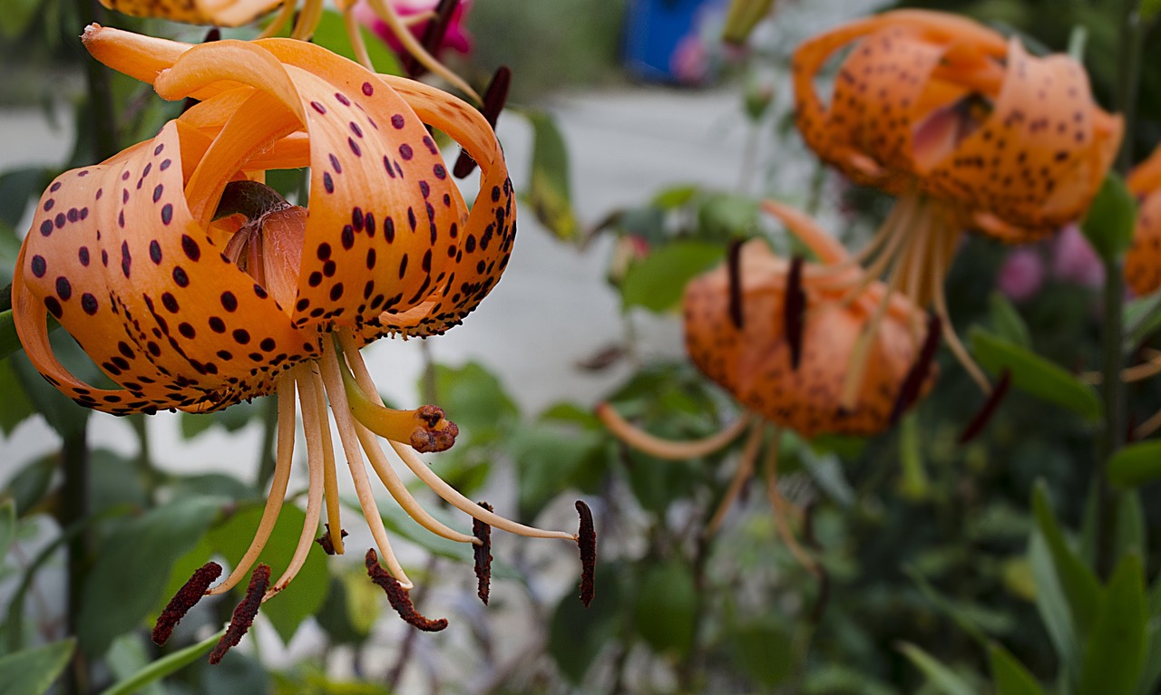 λείριο the τίγρινο  lily  flower free photo