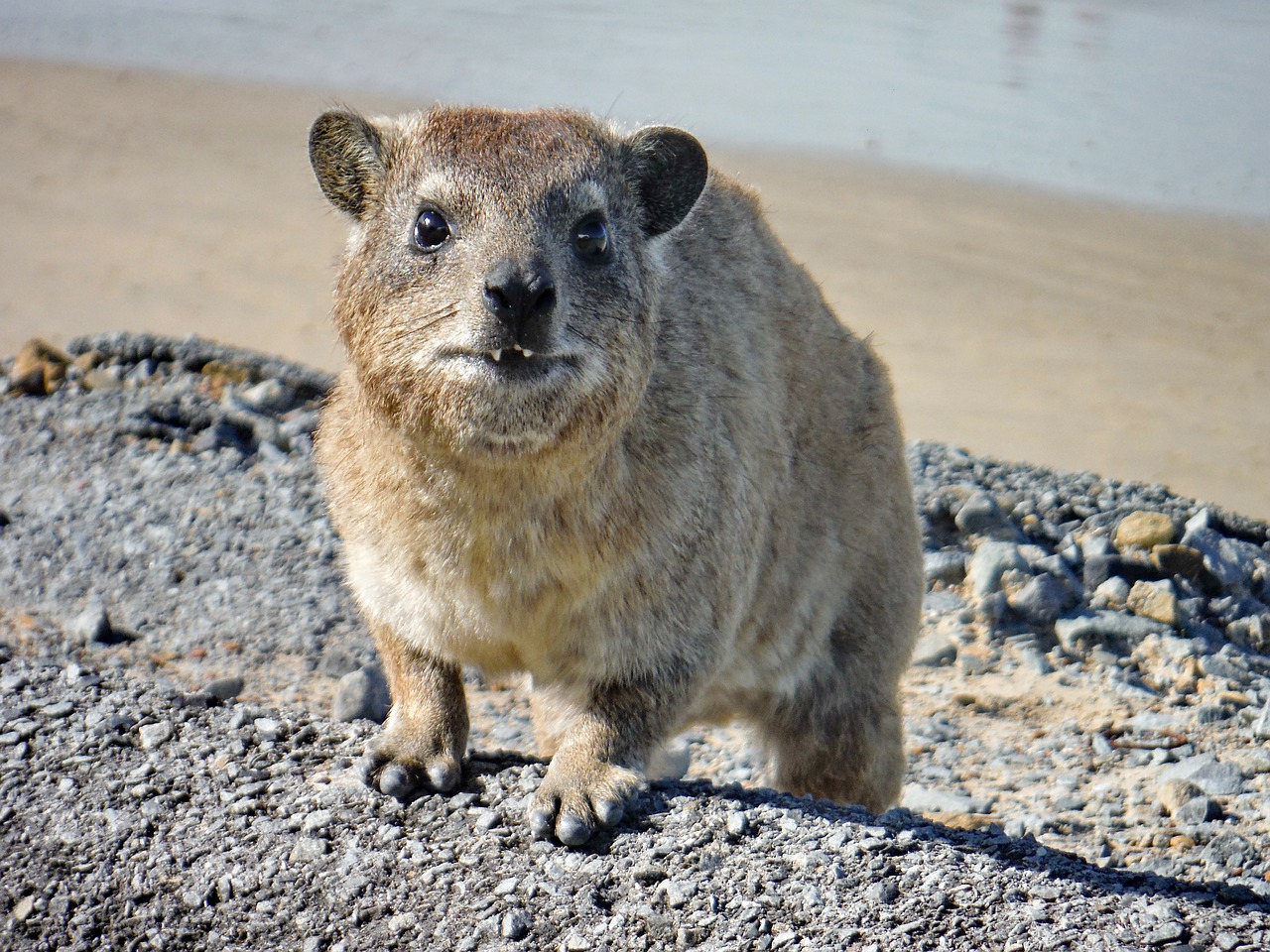 the  hyrax  marmot free photo
