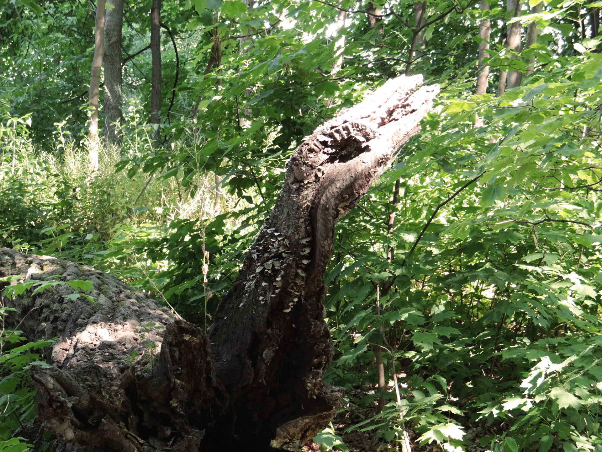 alligator tree looks like free photo