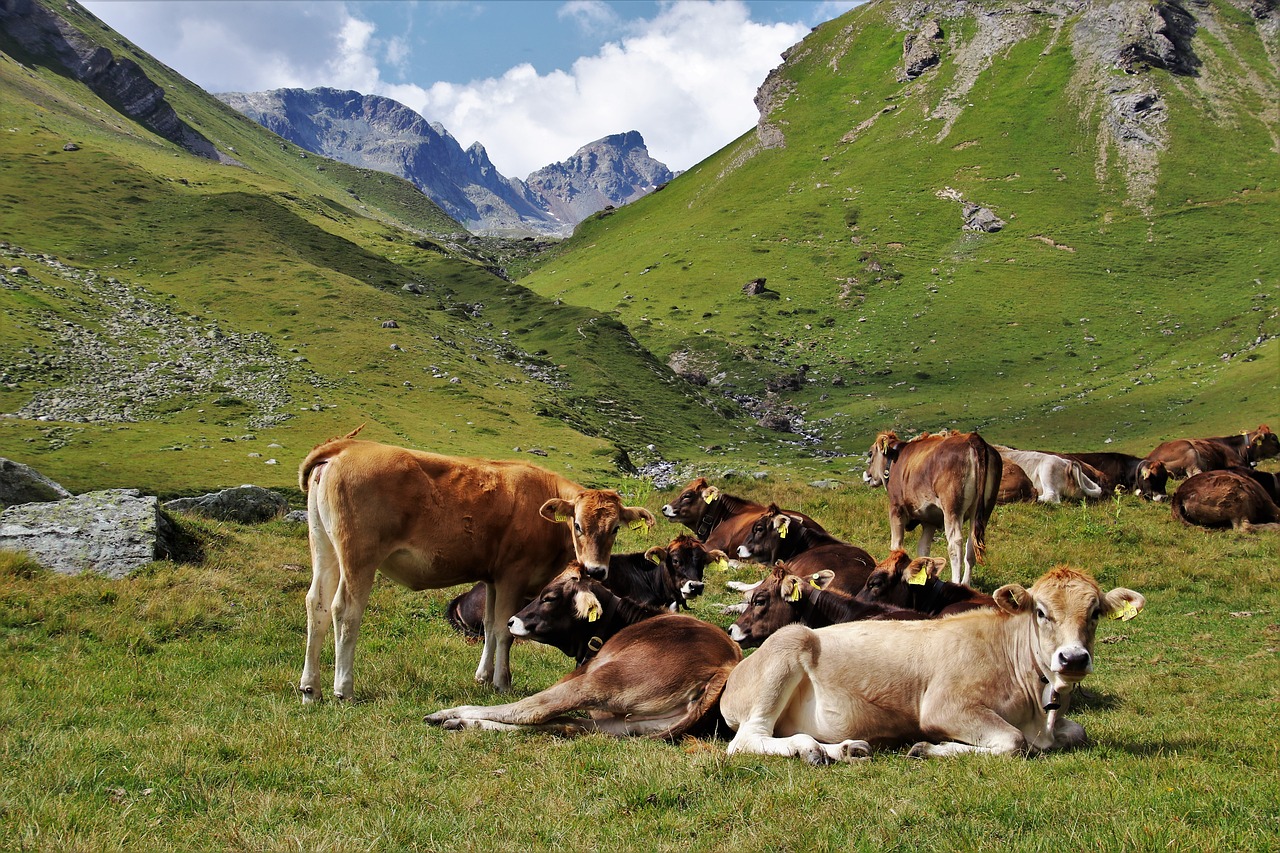 the alps  cattle  animals free photo