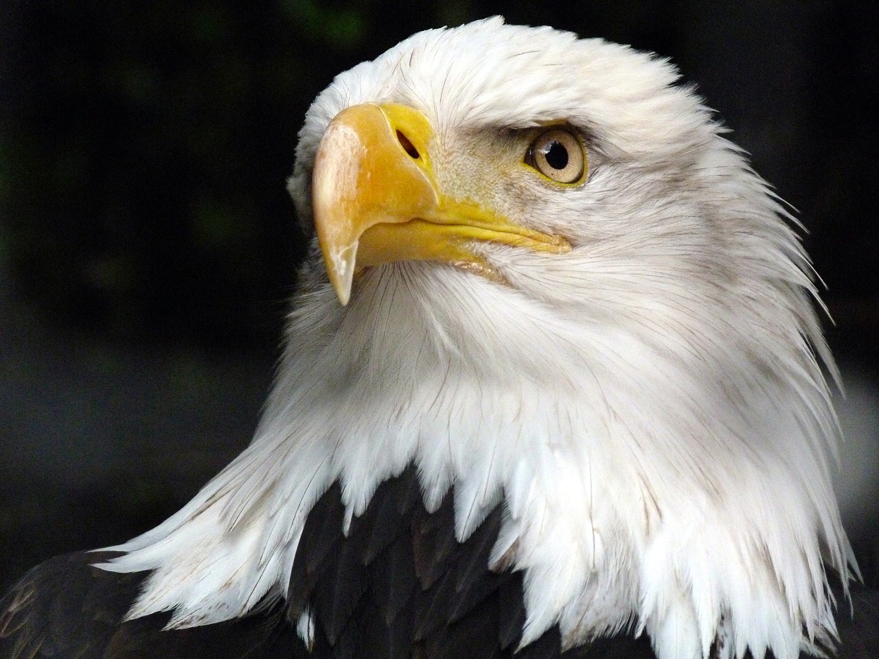 the animal adler white tailed eagle free photo
