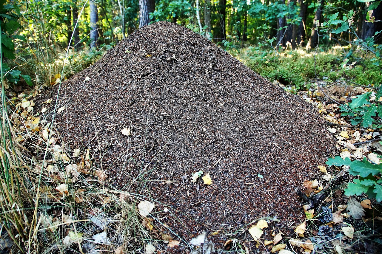 the anthill ants forest free photo