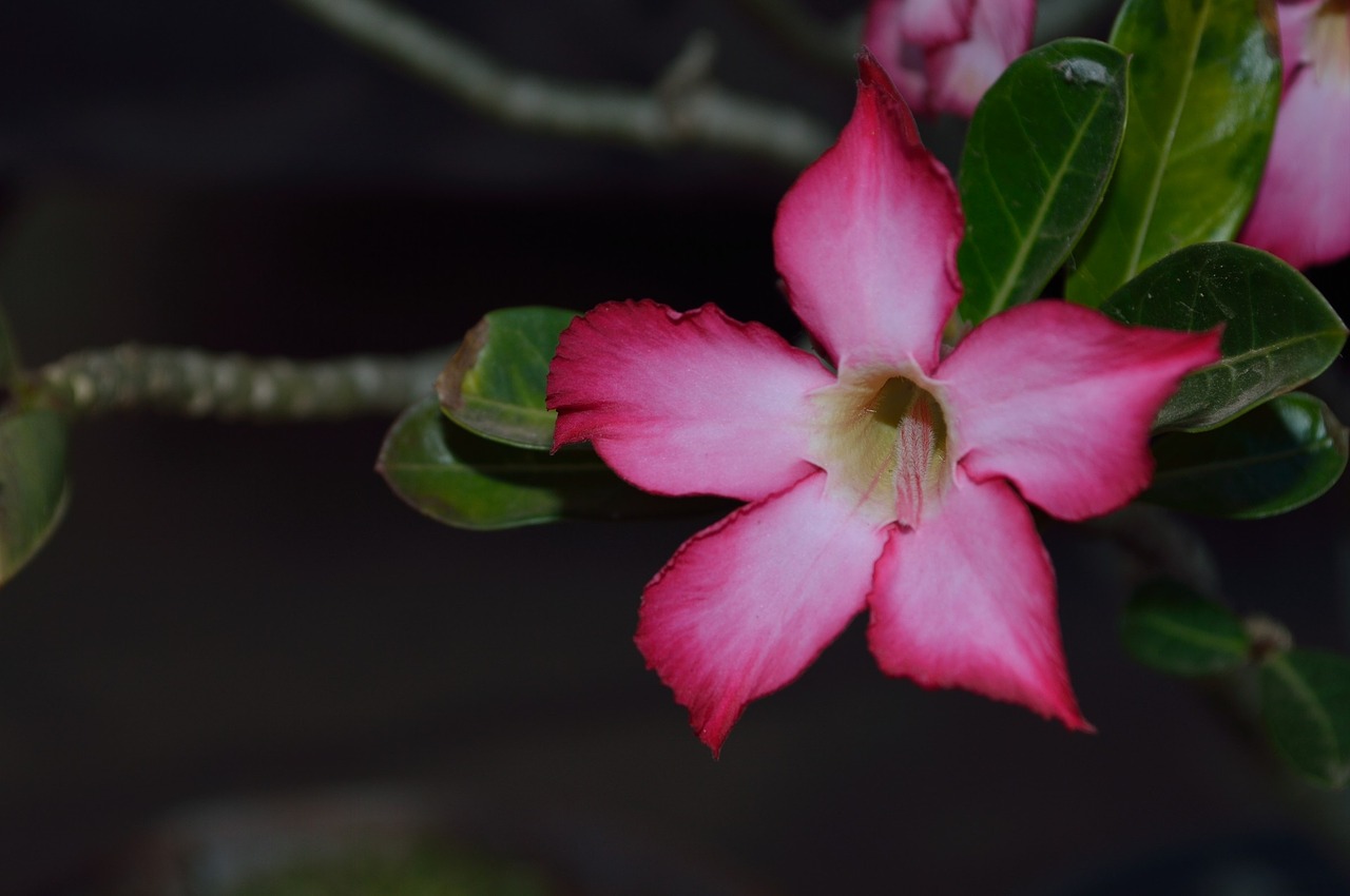 the azalea flowers desert flower free photo