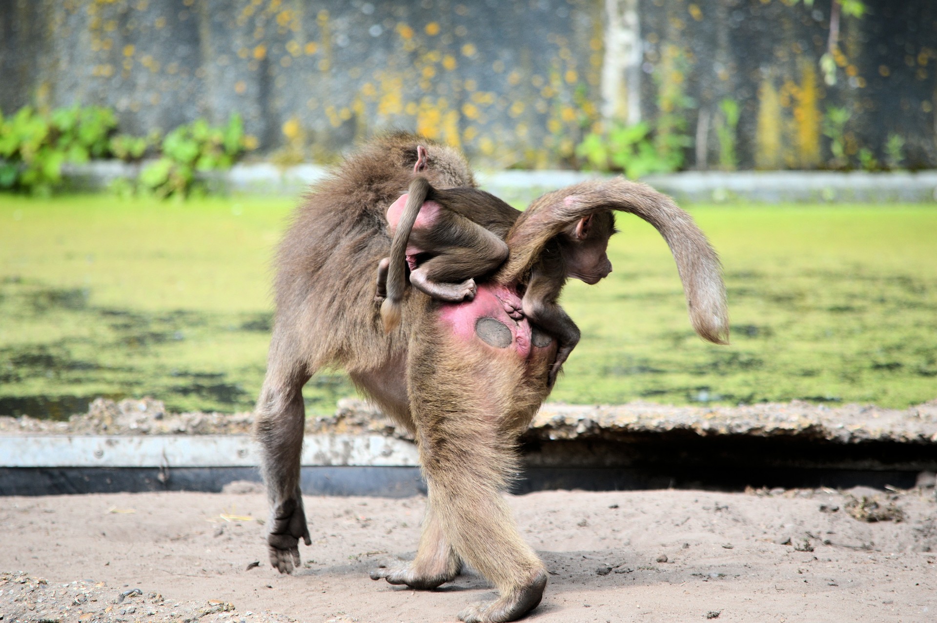 baboon monkey ape free photo