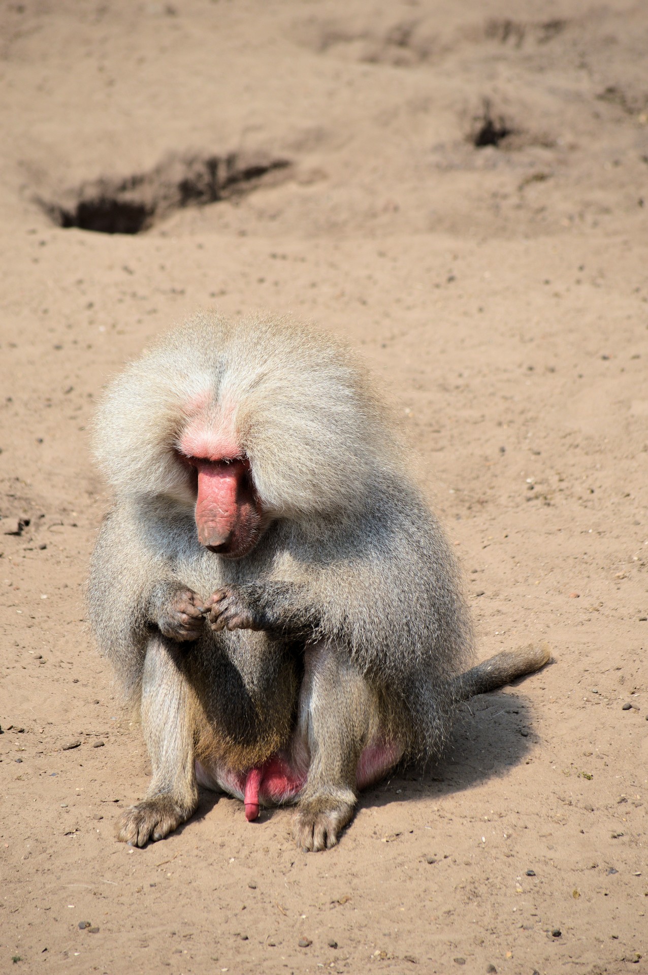 baboon monkey ape free photo