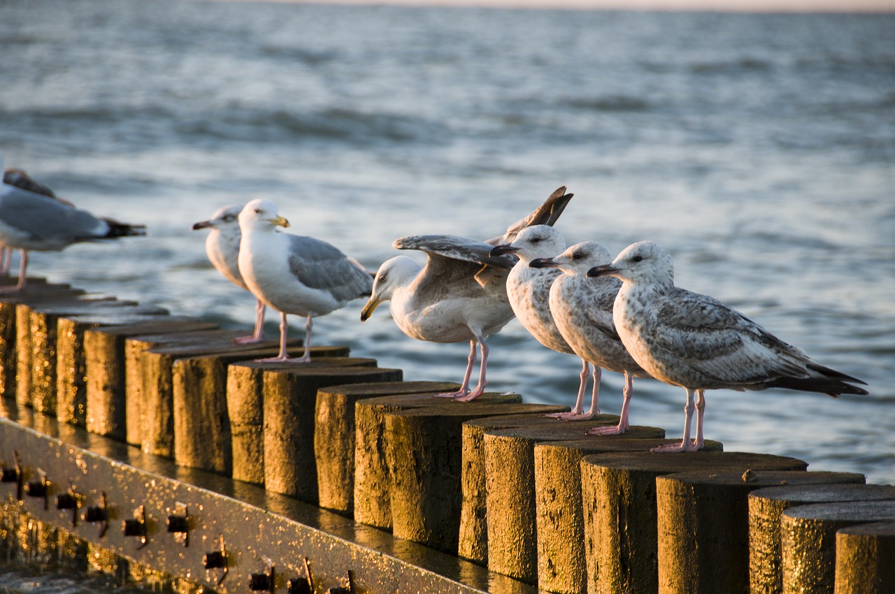 the baltic sea sea beach free photo