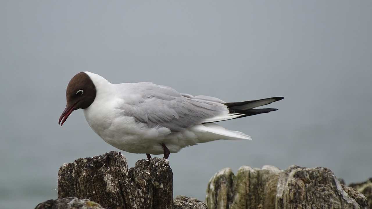 the baltic sea  bird  seagull free photo