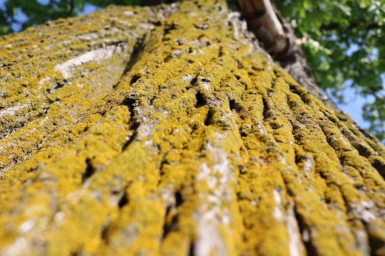 the bark moss tree free photo