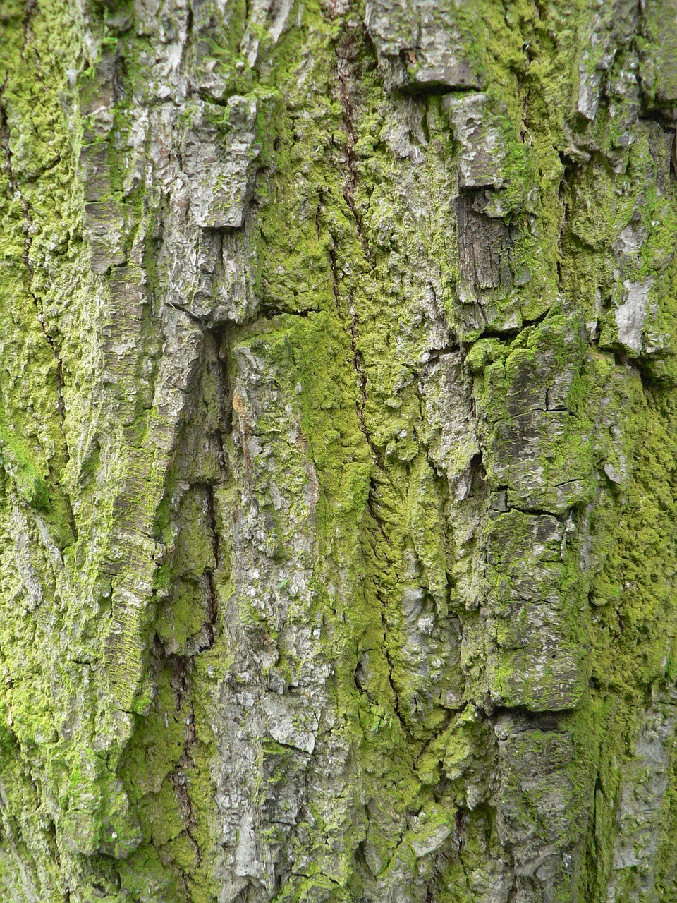 the bark tree moss free photo