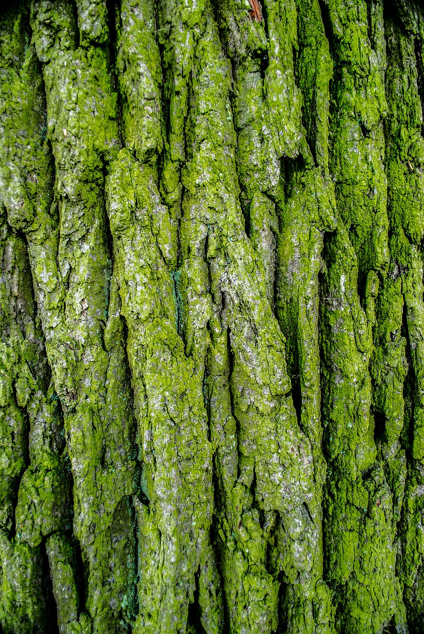 the bark tree moss free photo