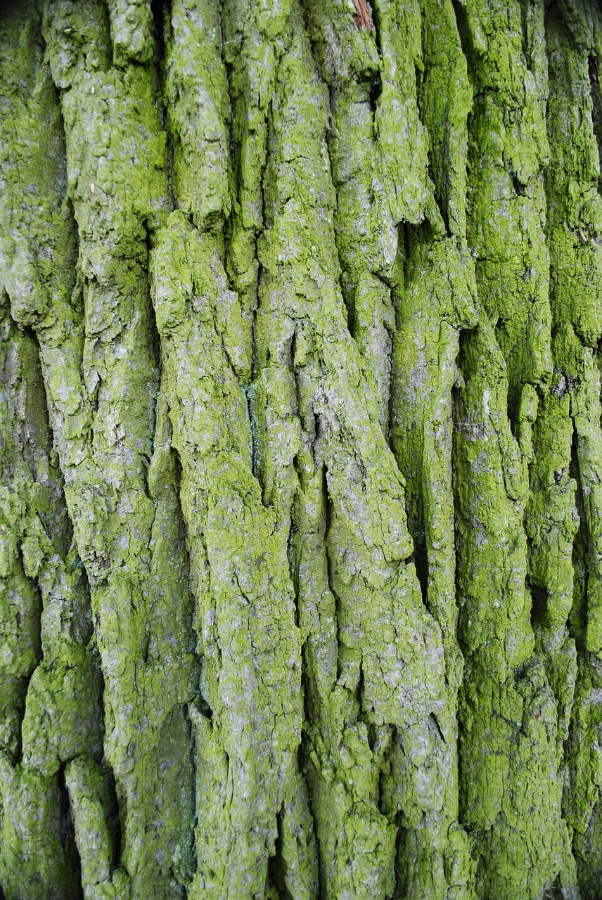 the bark forest tree free photo