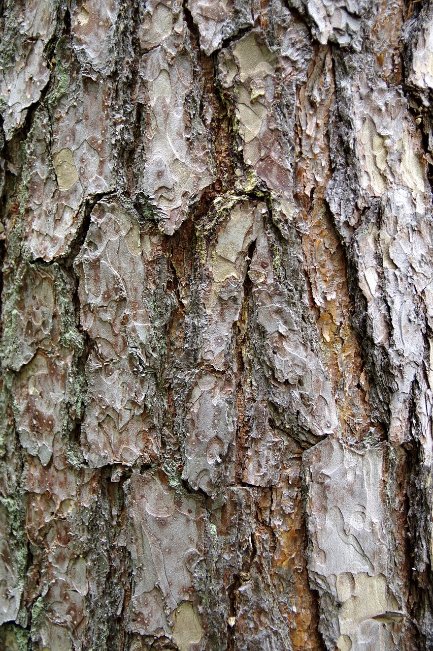 the bark tree trunk free photo