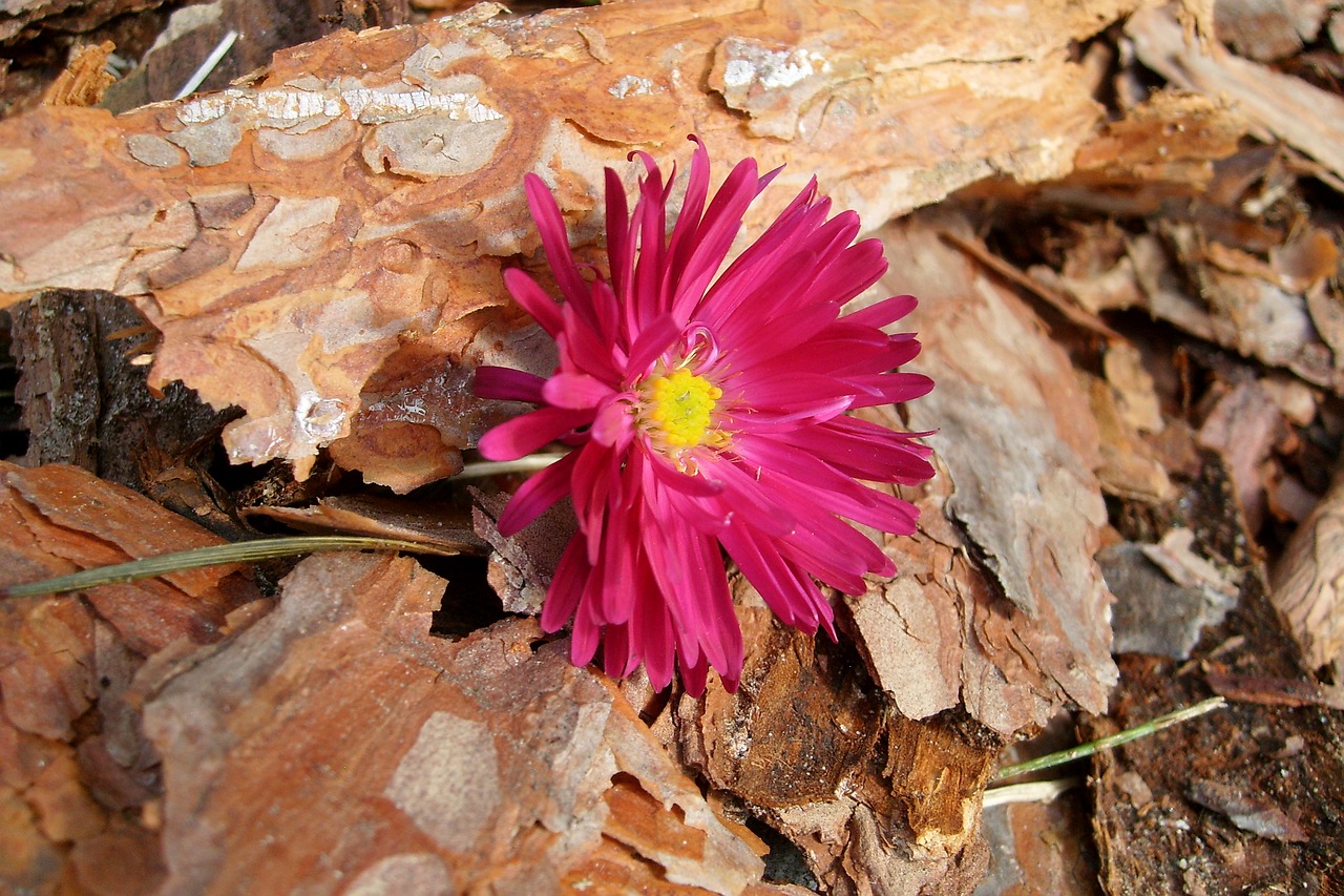 the bark flower flora free photo