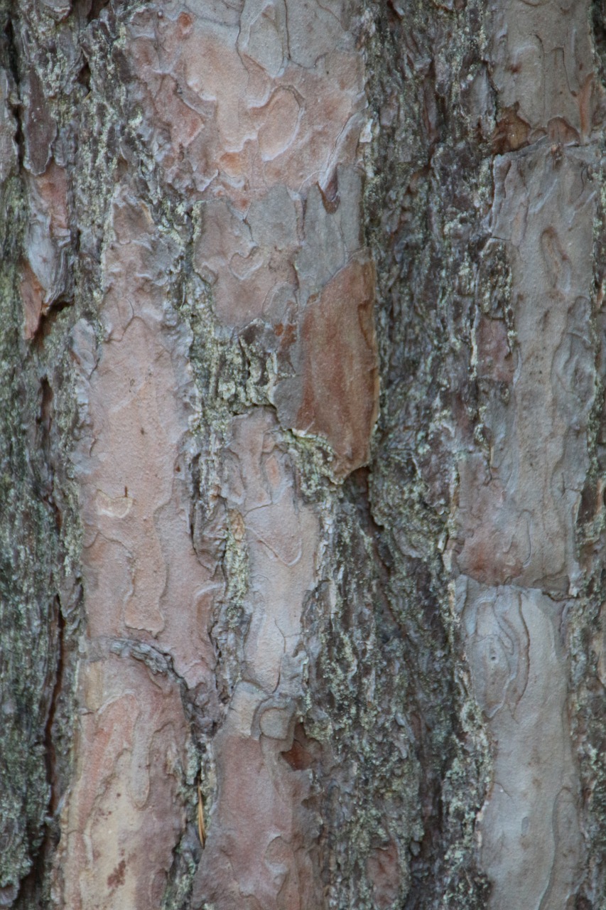 the bark forest tree free photo