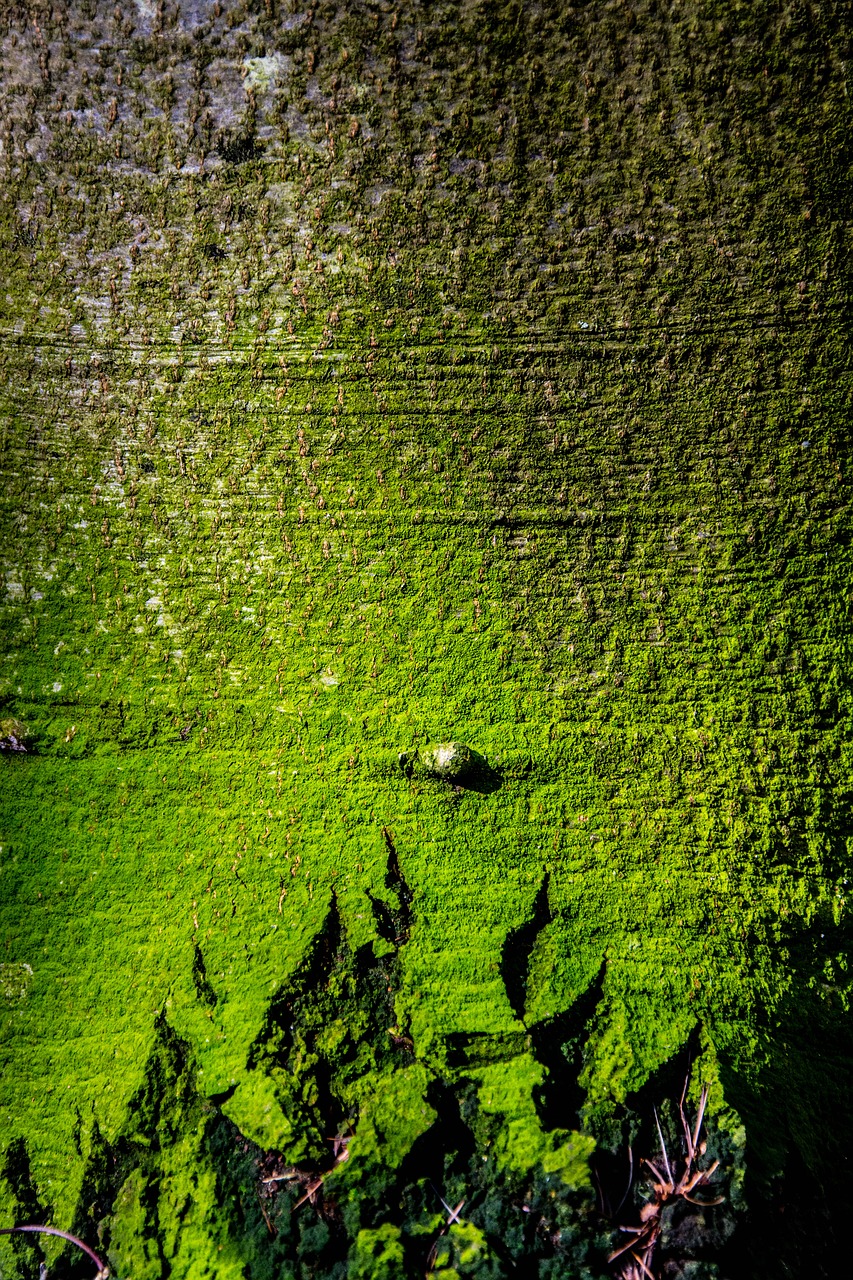 the bark of the tree moss forest free photo