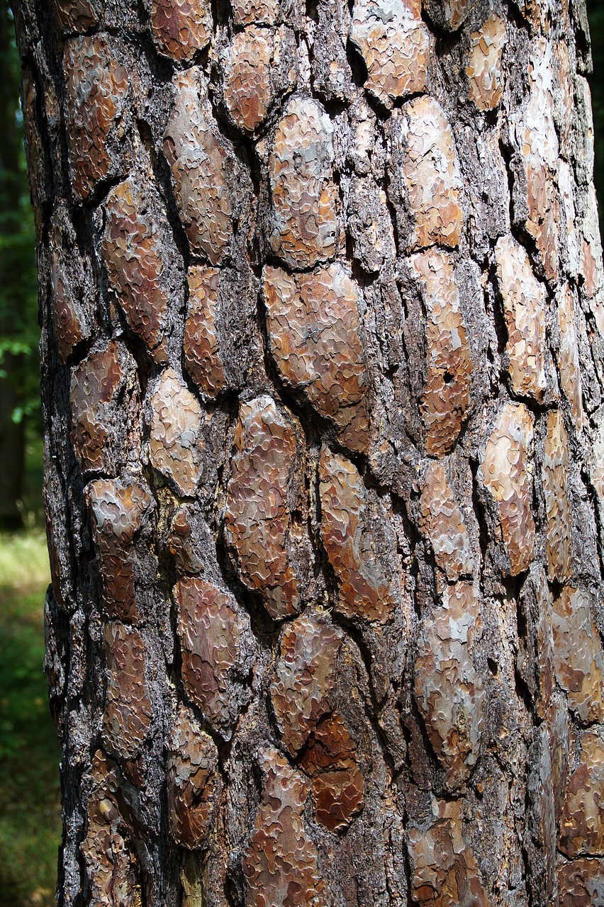 the bark of the tree strain bark free photo