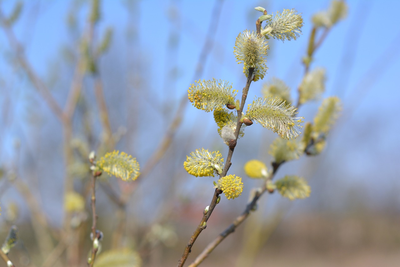 The basis of,willow,catkins willow,willow cats,spring - free image from ...