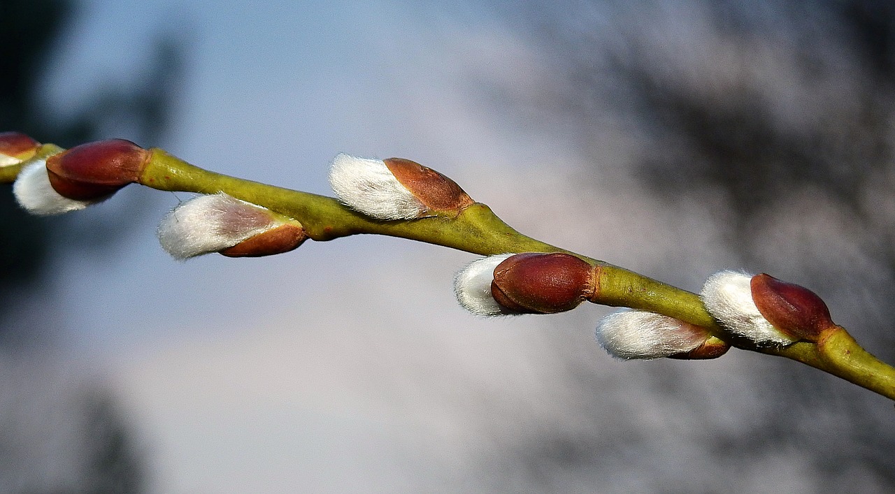 the basis of  sprig  plant free photo