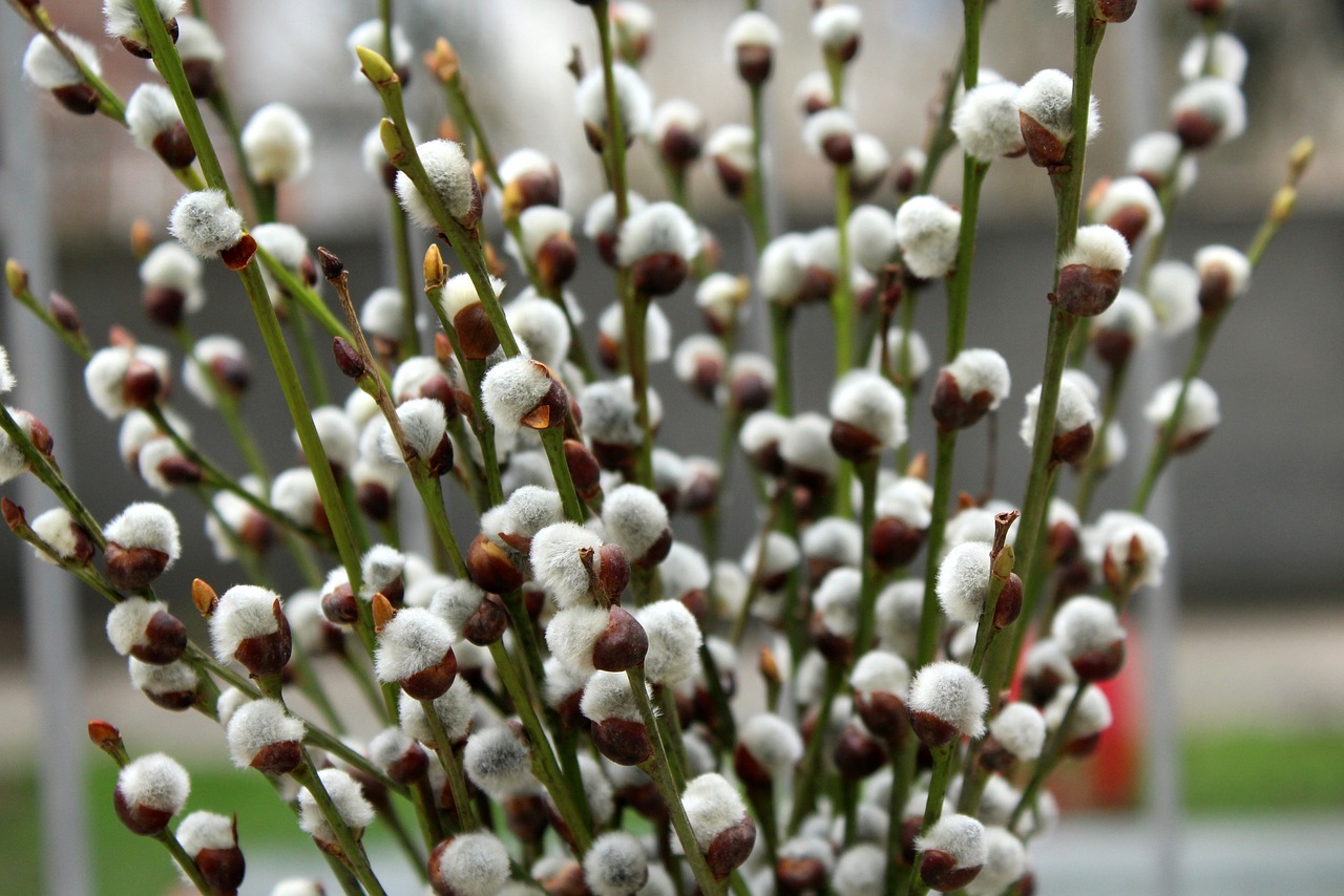 the basis of  willow twigs  early spring free photo