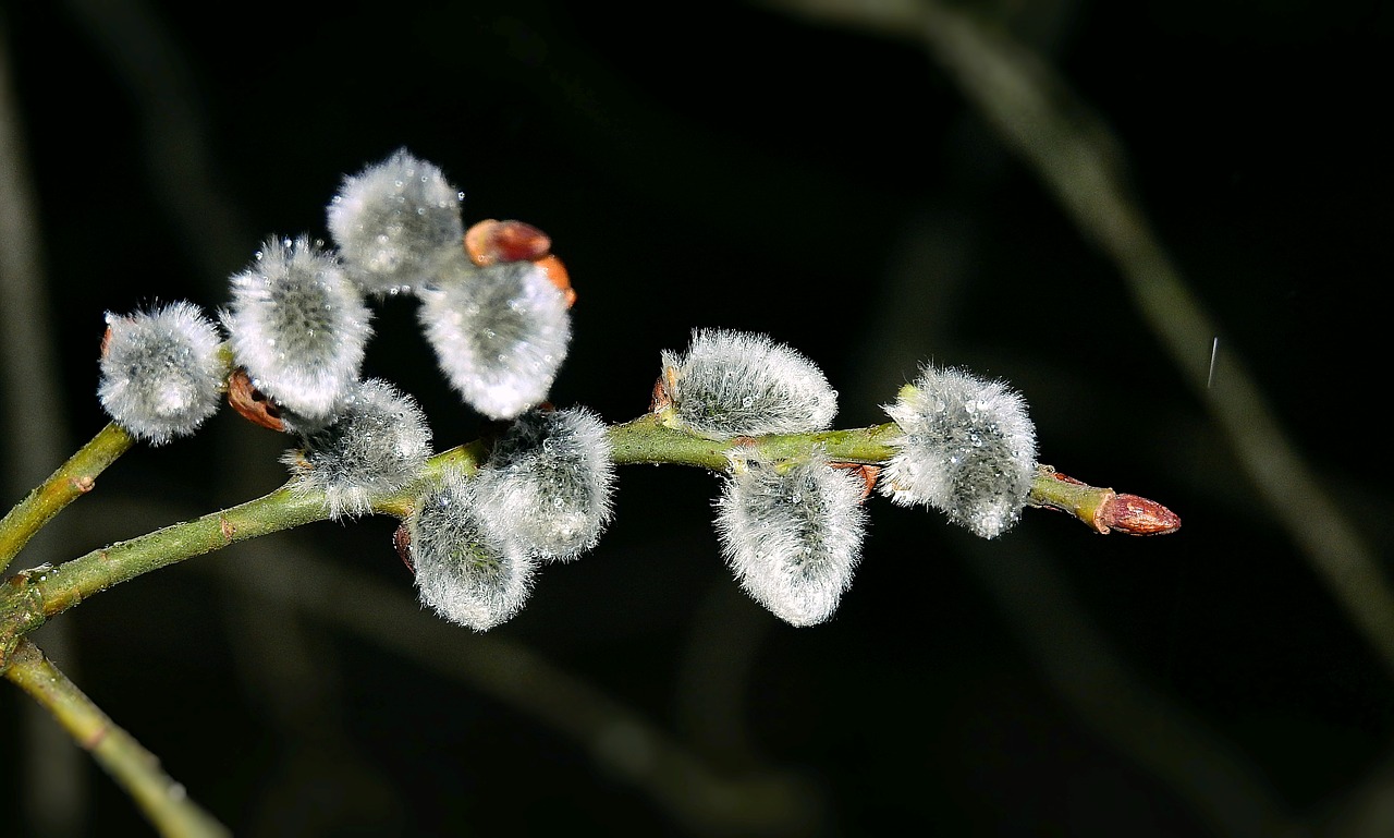 the basis of  early spring  willow free photo