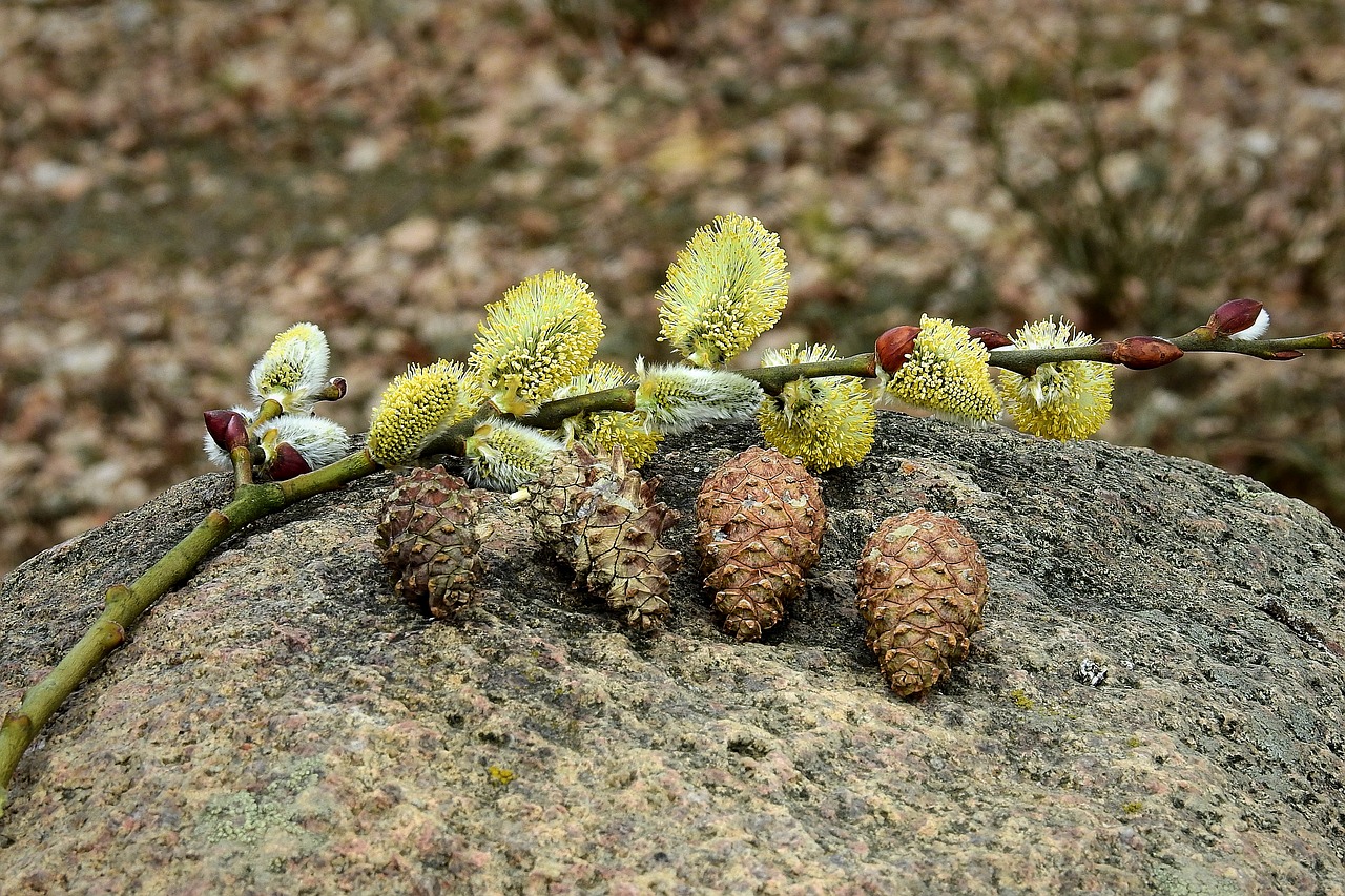 the basis of  cones  stone free photo