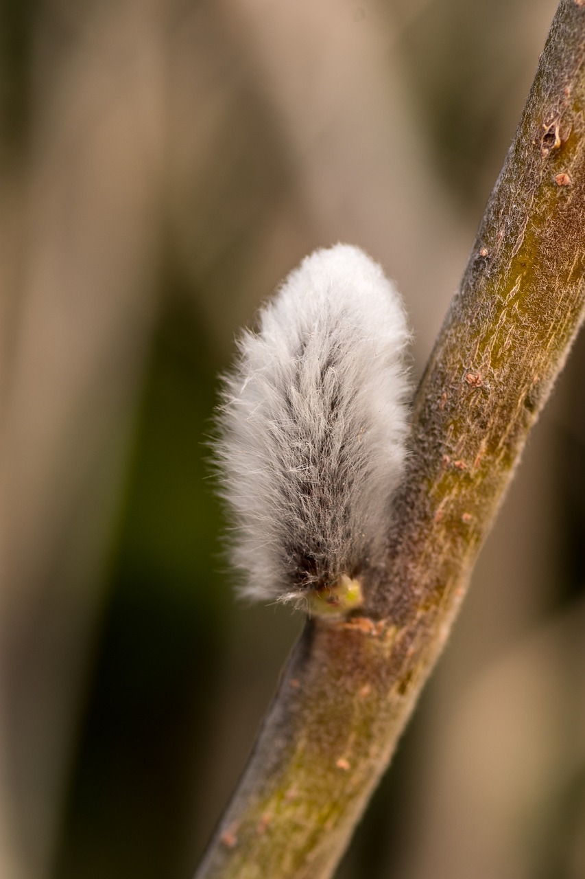 the basis of  easter  spring free photo