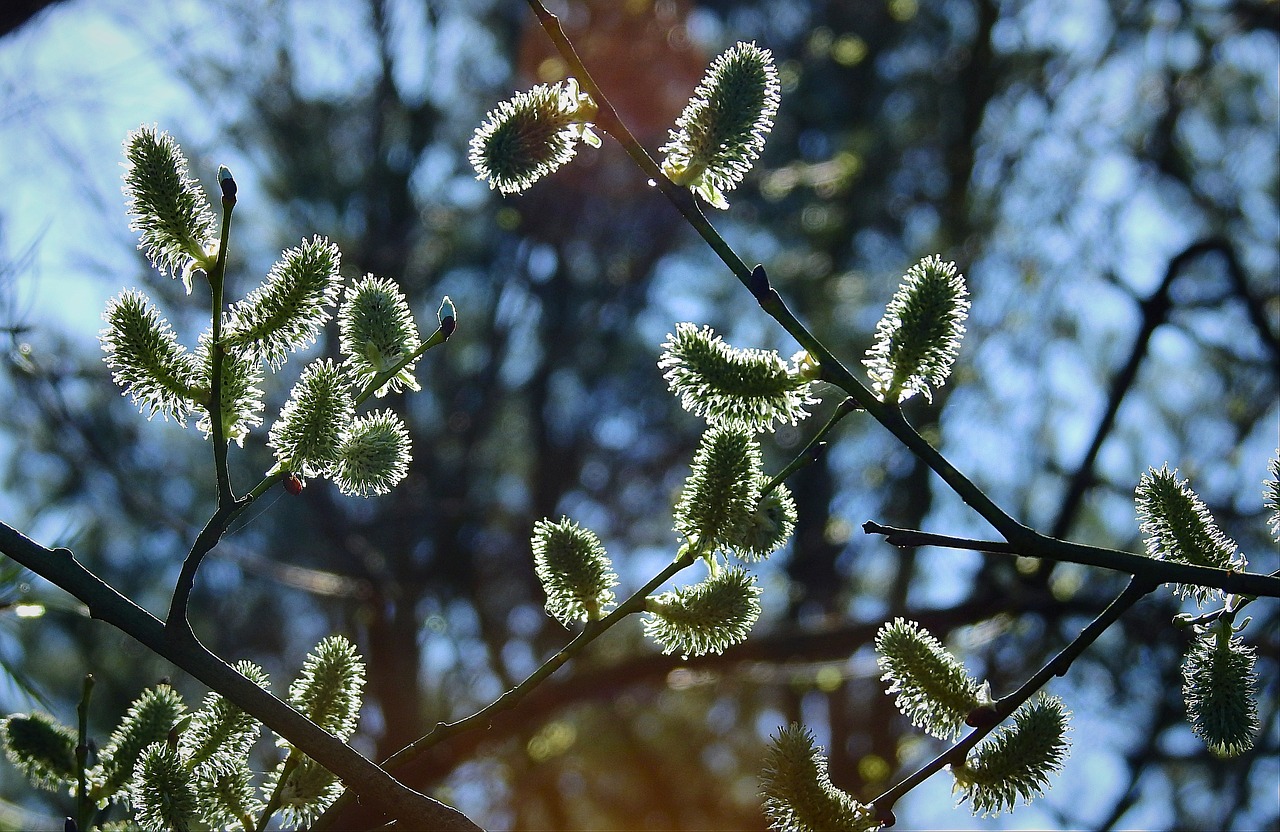 the basis of  spring  plant free photo