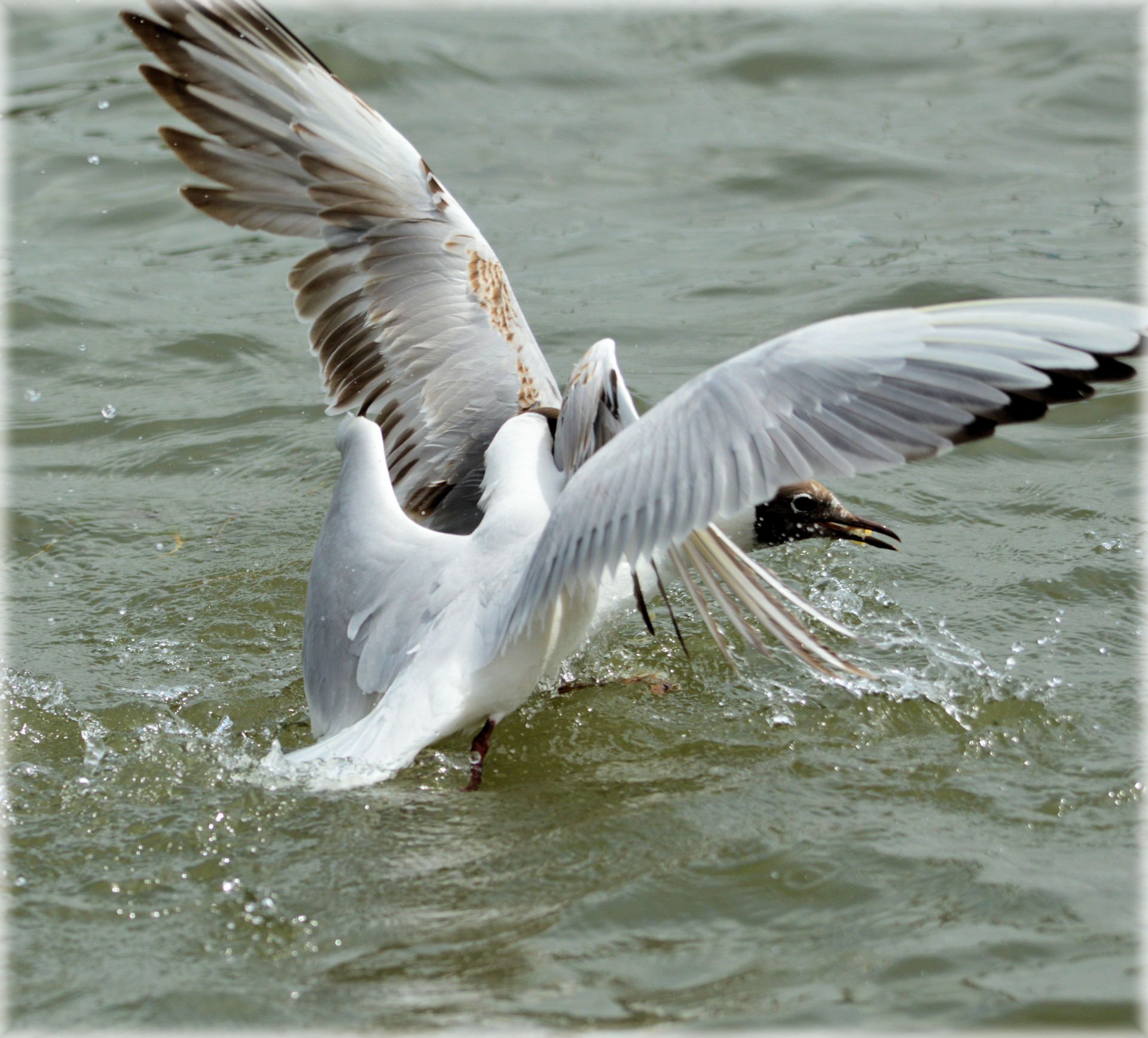 gull gulls water free photo