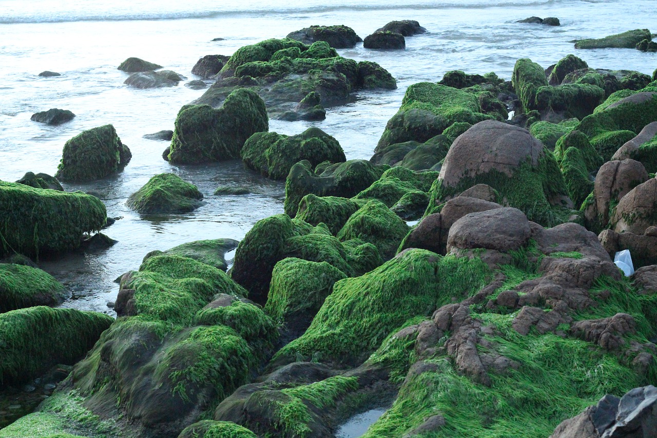 the beach rock moss free photo