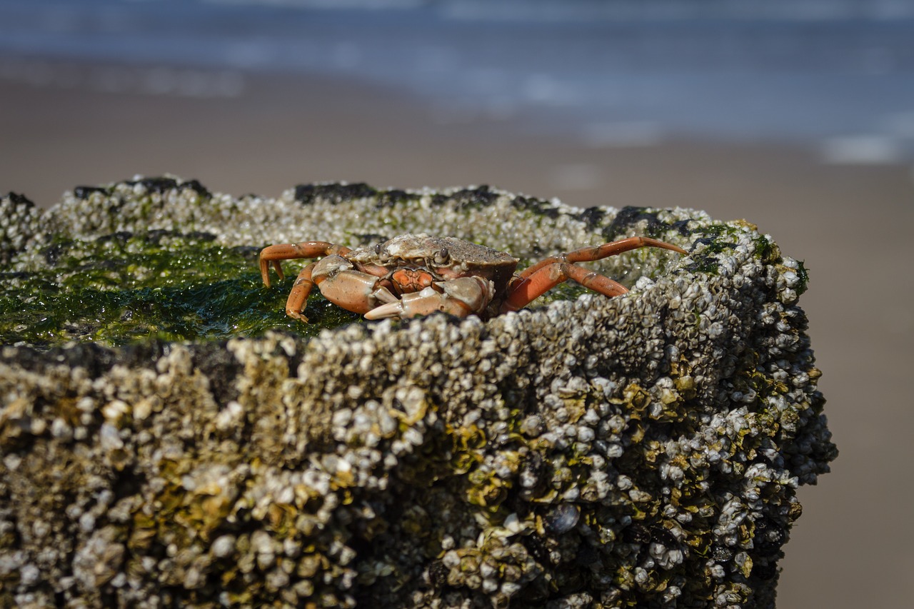 the beach crab  carcinus maenas  crab free photo
