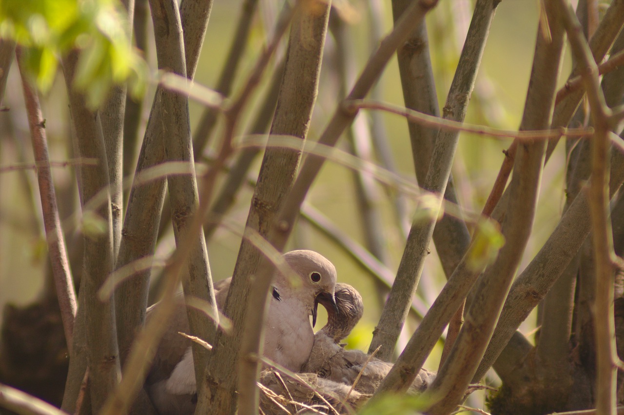 the beaked  dove  bird free photo