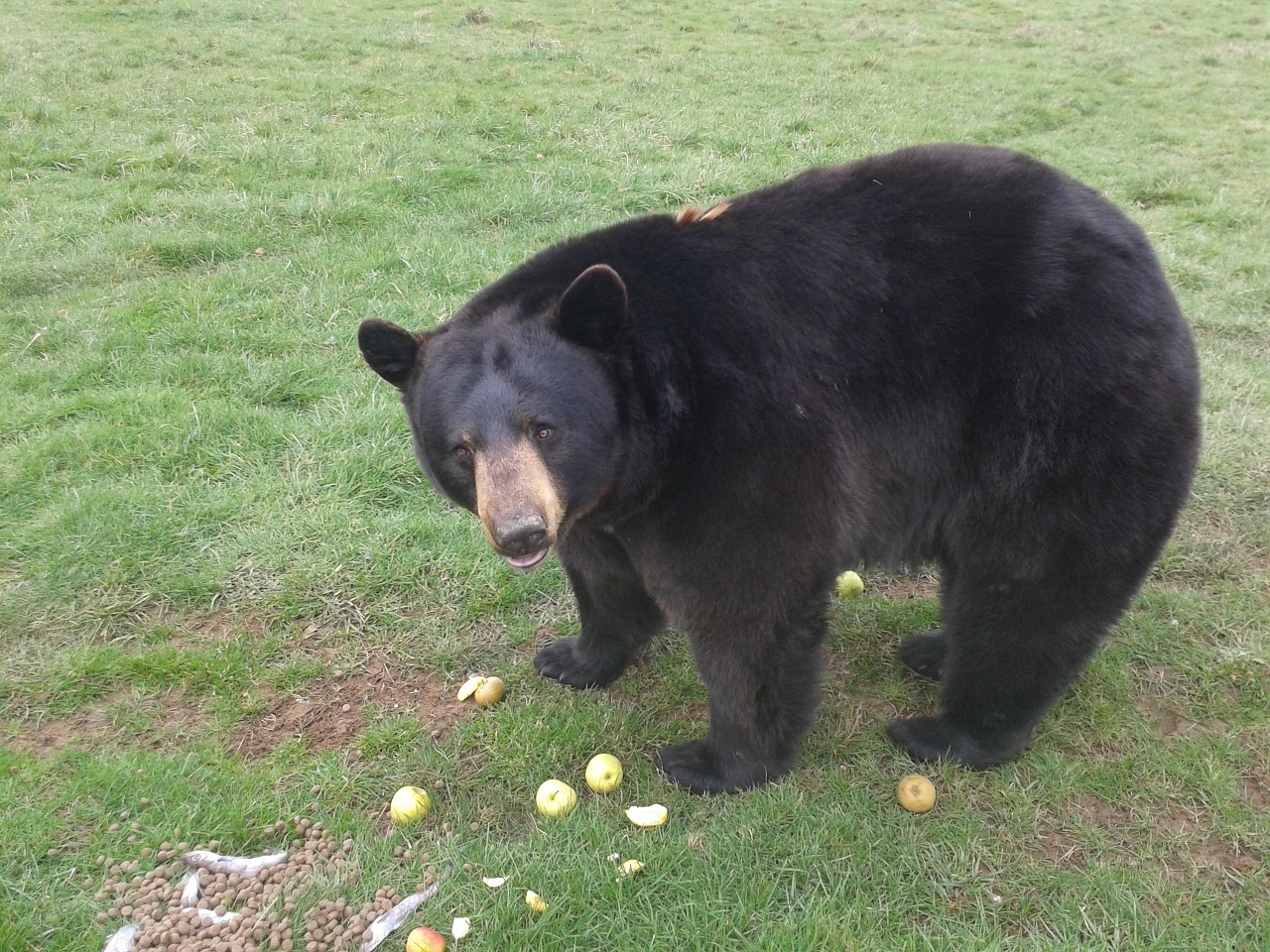 the bear animals zoo free photo