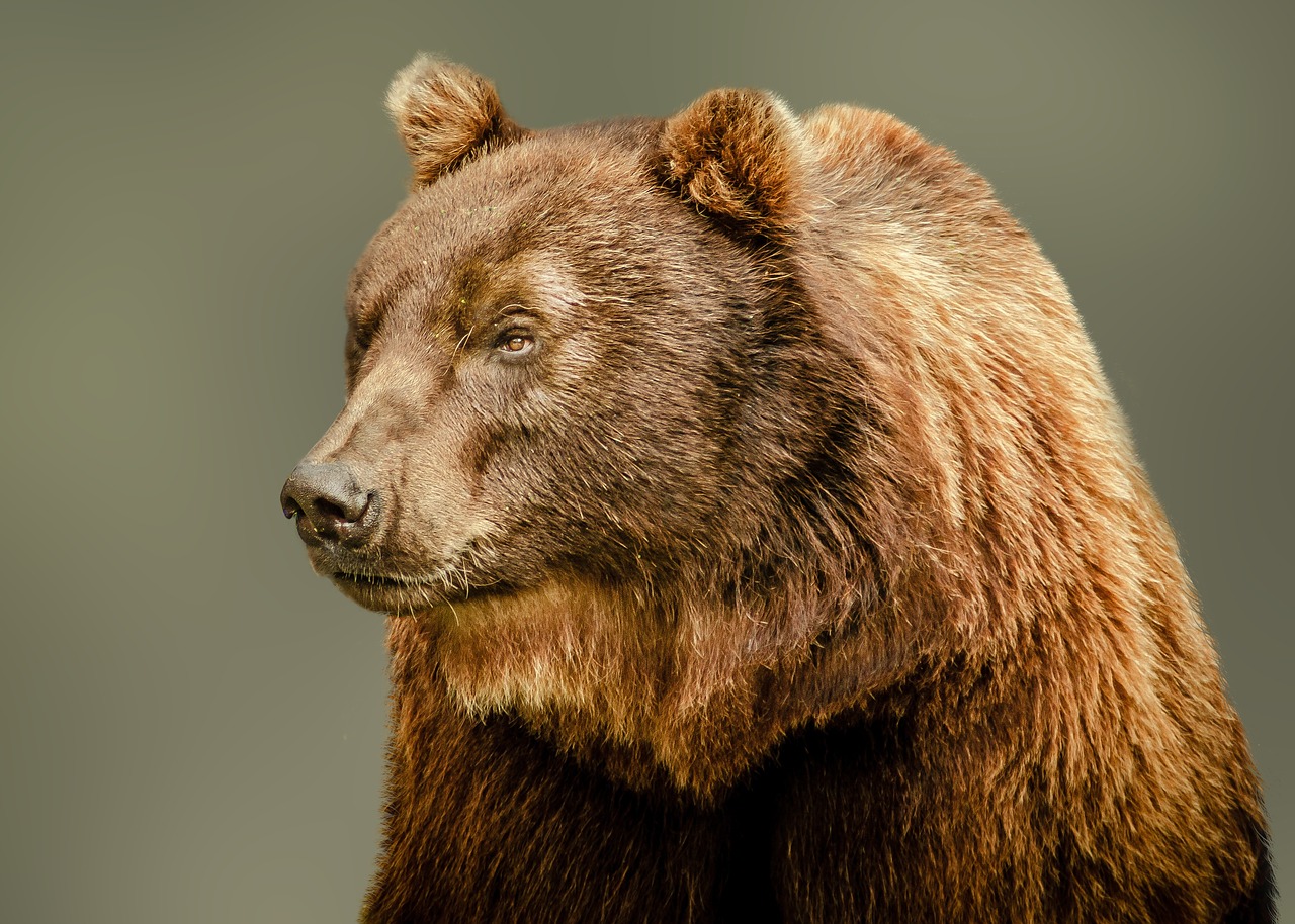 the bear brown bear bear free photo