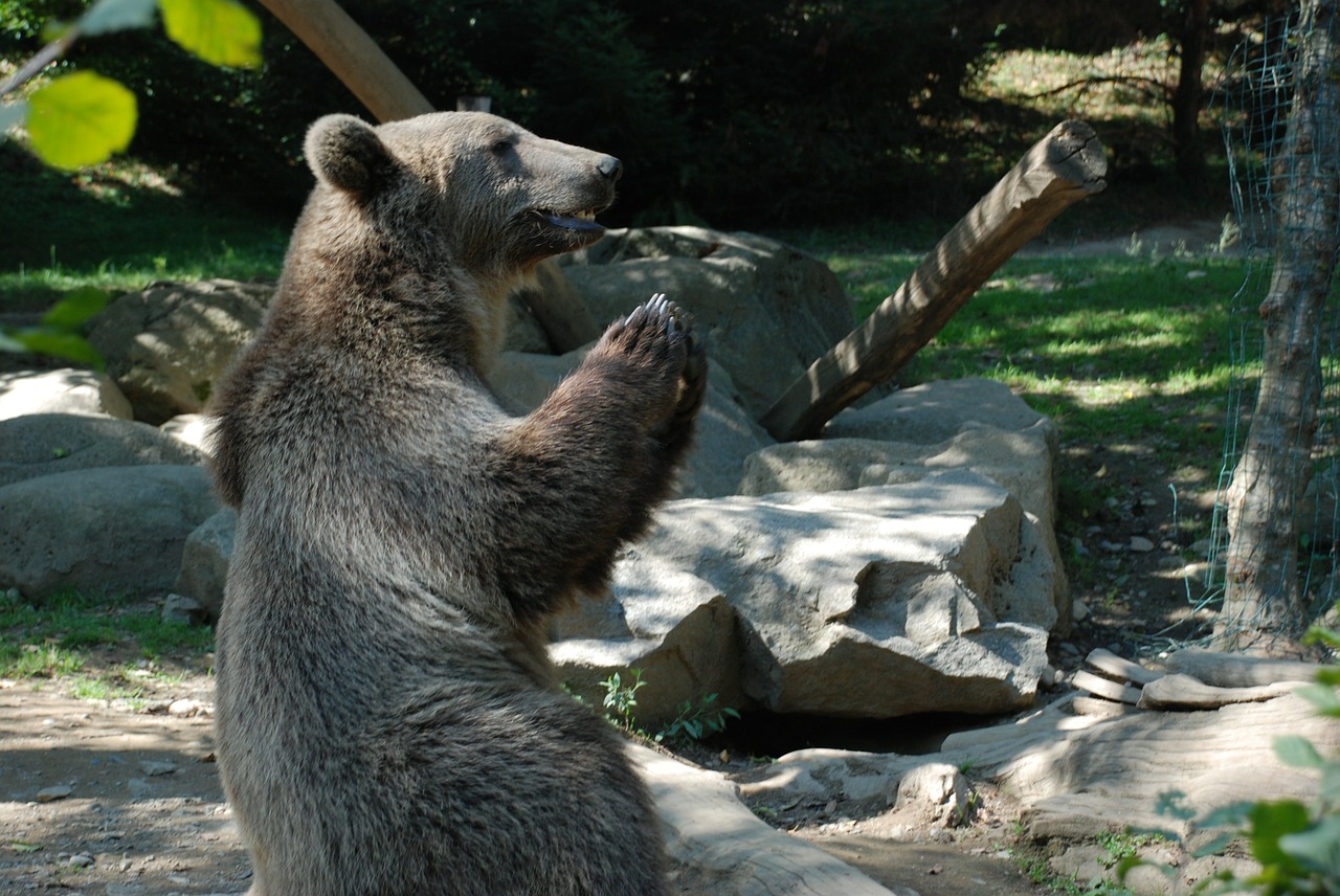 the bear brown zoo free photo