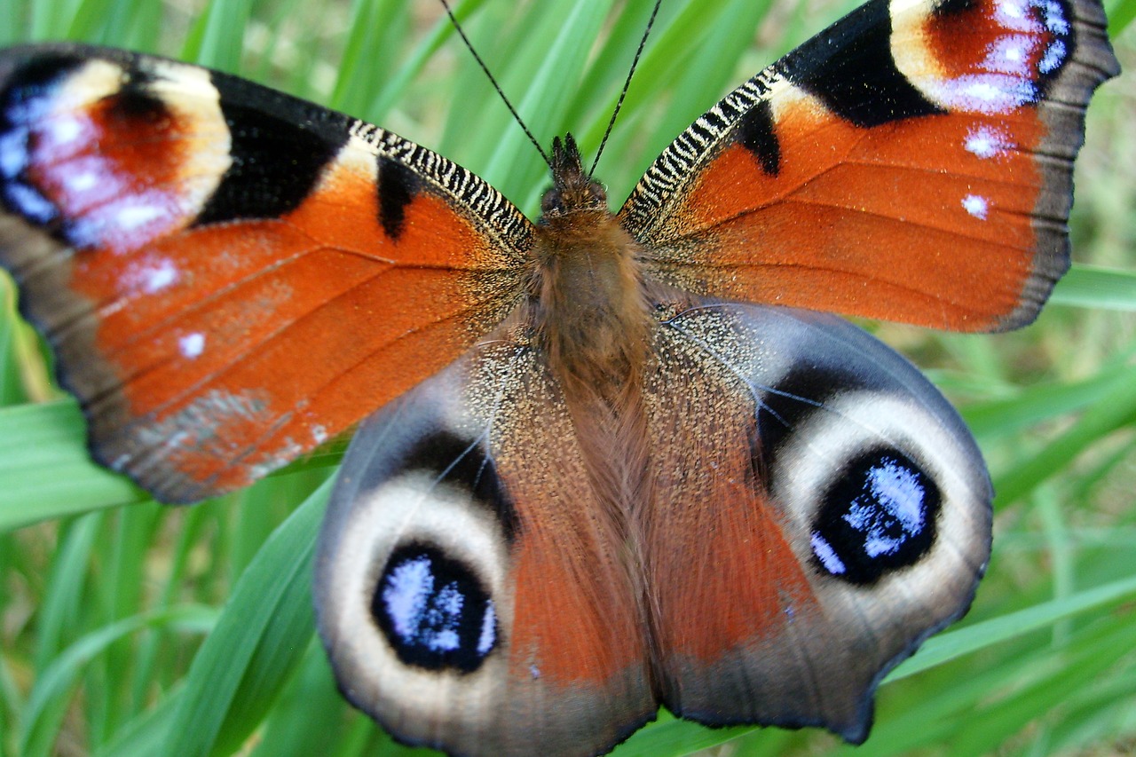 the beauty of nature butterfly macro free photo